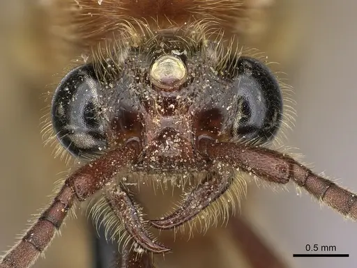 Neivamyrmex melanocephalus - JTLC000002540