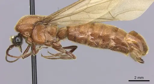 Neivamyrmex melanocephalus - JTLC000002540