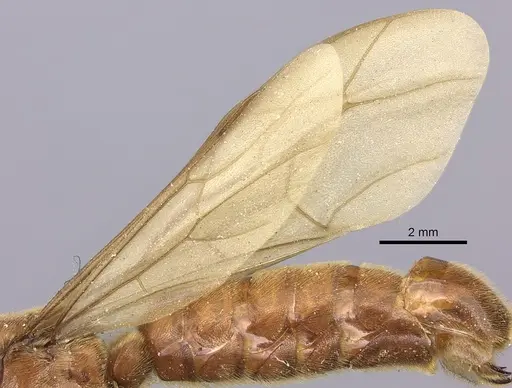 Neivamyrmex melanocephalus - JTLC000002540
