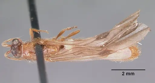 Neivamyrmex melshaemeri specimen