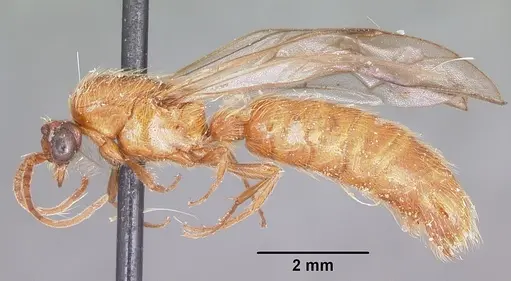 Neivamyrmex melshaemeri specimen