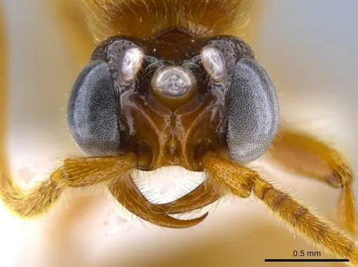 Neivamyrmex melshaemeri - CASENT0631870