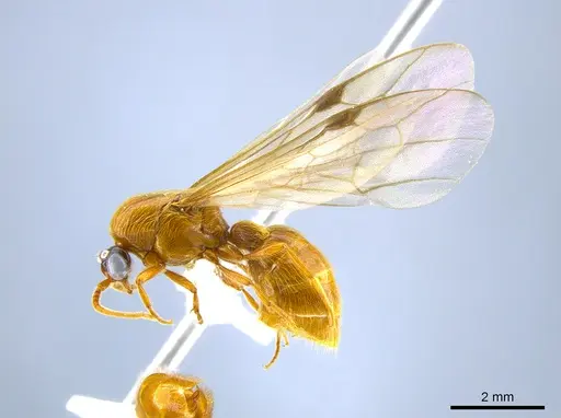 Neivamyrmex melshaemeri - CASENT0631870