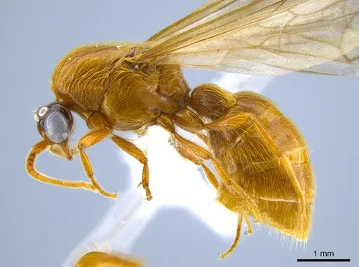 Neivamyrmex melshaemeri - CASENT0631870