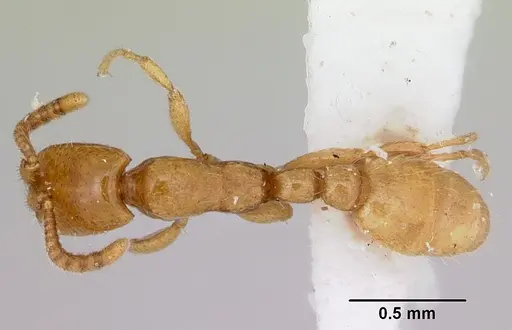 Neivamyrmex microps specimen