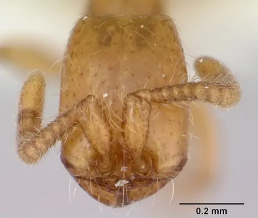 Neivamyrmex microps specimen