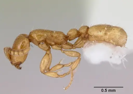 Neivamyrmex microps specimen