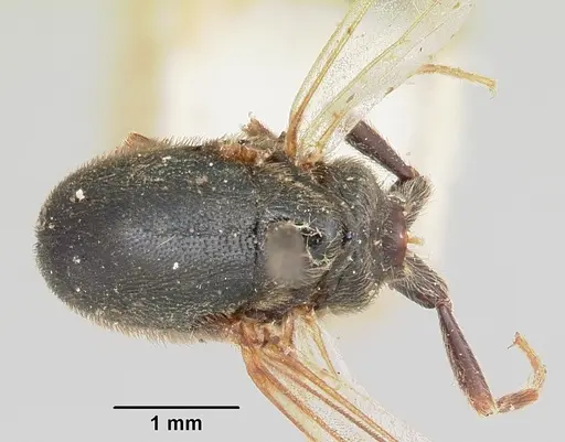 Neivamyrmex microps - CASENT0105788