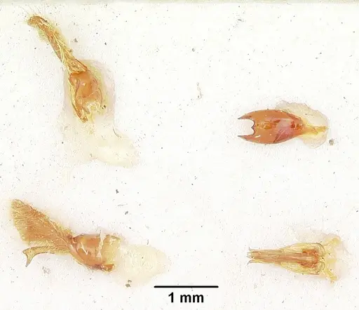 Neivamyrmex microps - CASENT0105788
