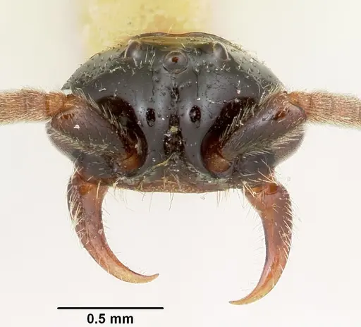 Neivamyrmex microps - CASENT0105788