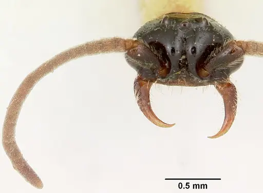 Neivamyrmex microps - CASENT0105788