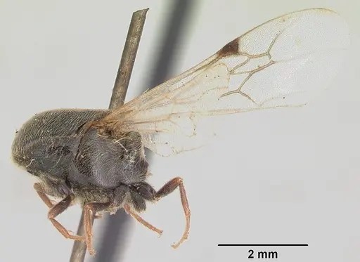 Neivamyrmex microps - CASENT0105788