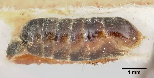 Neivamyrmex microps - CASENT0105788