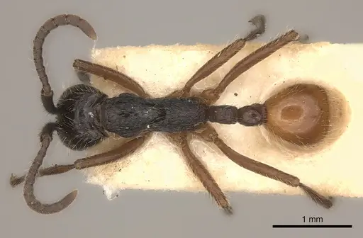 Neivamyrmex minensis specimen