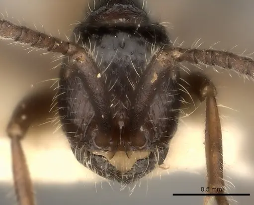 Neivamyrmex minensis specimen