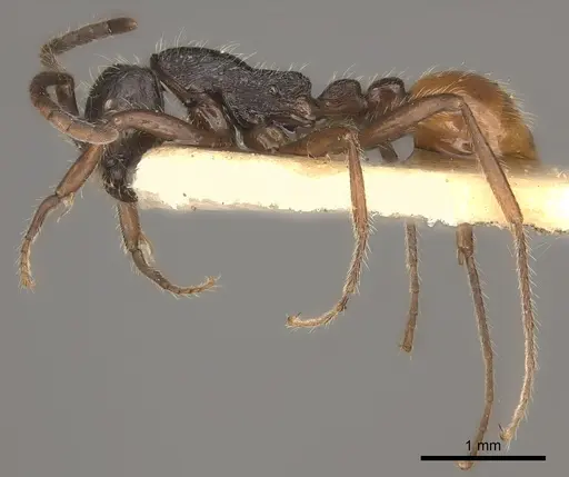 Neivamyrmex minensis specimen