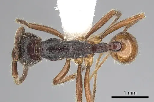 Neivamyrmex minensis - CASENT0249492