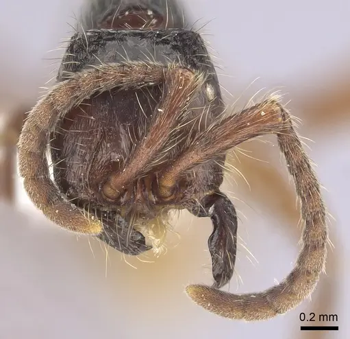 Neivamyrmex minensis - CASENT0249492