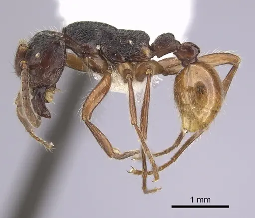 Neivamyrmex minensis - CASENT0249492