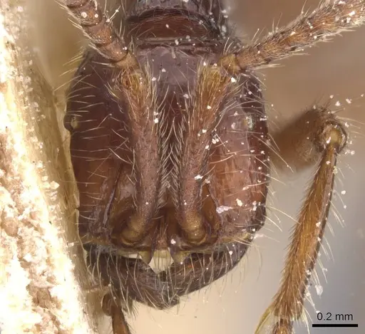 Neivamyrmex minensis - CASENT0911403