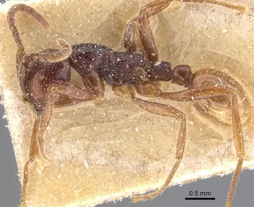 Neivamyrmex minensis - CASENT0911403