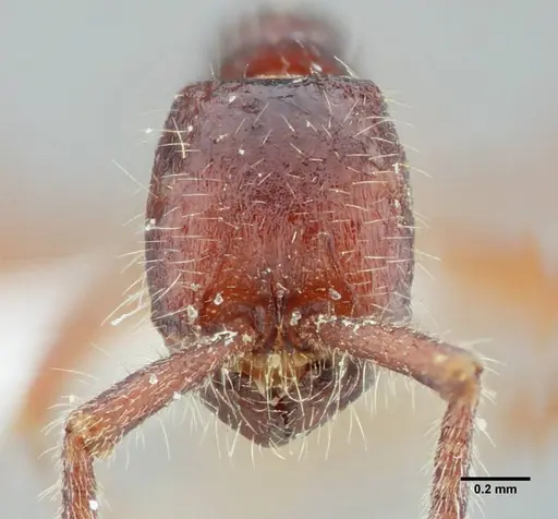 Neivamyrmex minensis - UFV-LABECOL-003520