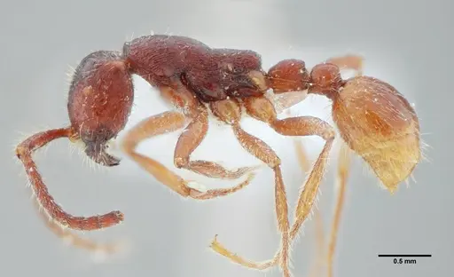 Neivamyrmex minensis - UFV-LABECOL-003520