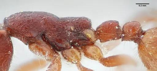 Neivamyrmex minensis - UFV-LABECOL-003520