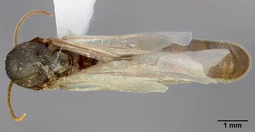 Neivamyrmex minor specimen