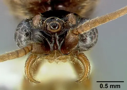 Neivamyrmex minor specimen