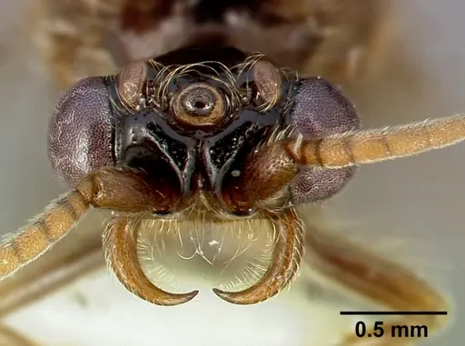 Neivamyrmex minor - CASENT0005331