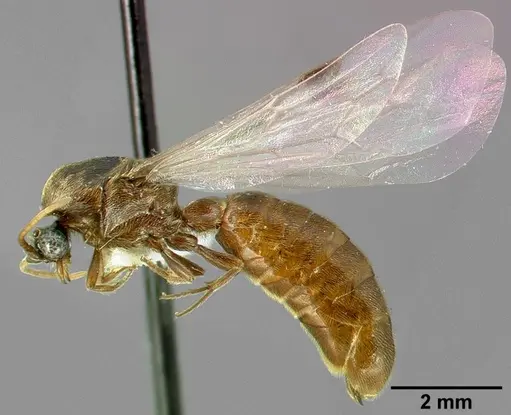 Neivamyrmex minor - CASENT0005331