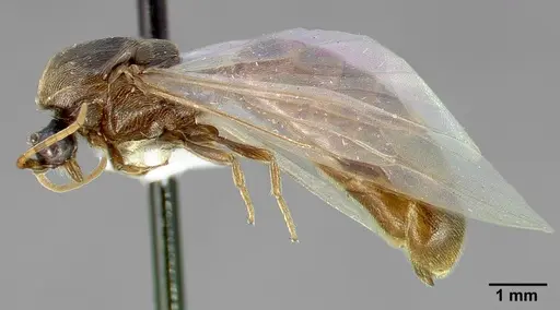 Neivamyrmex minor - CASENT0005331