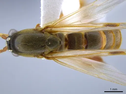 Neivamyrmex minor - CASENT0637420