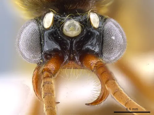 Neivamyrmex minor - CASENT0637420