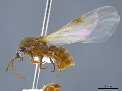 Neivamyrmex minor - CASENT0637420