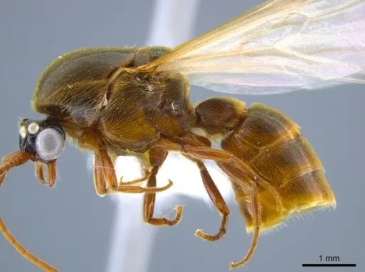 Neivamyrmex minor - CASENT0637420