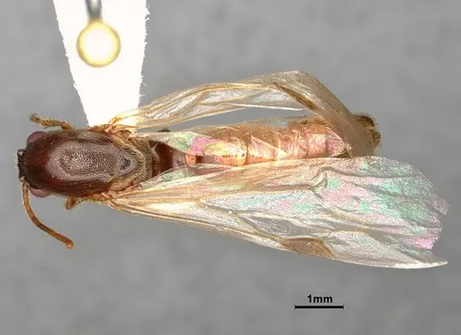 Neivamyrmex minor - CASENT0883148