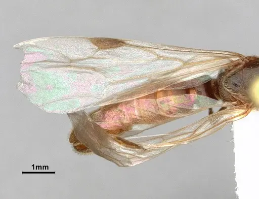 Neivamyrmex minor - CASENT0883148