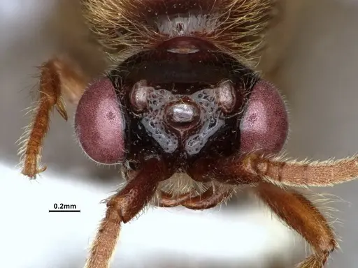 Neivamyrmex minor - CASENT0883148