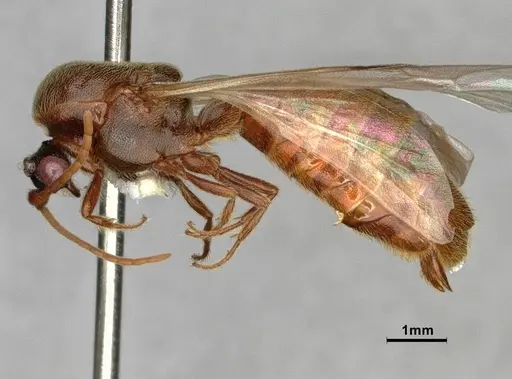 Neivamyrmex minor - CASENT0883148