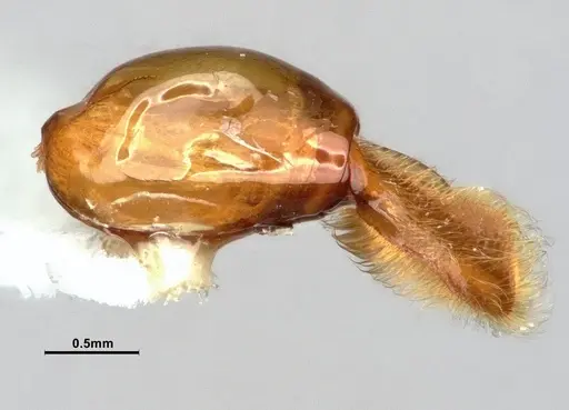 Neivamyrmex minor - CASENT0883148