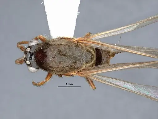 Neivamyrmex minor - CASENT0884271