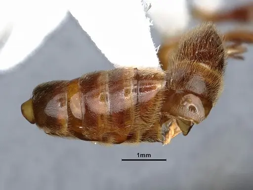 Neivamyrmex minor - CASENT0884271