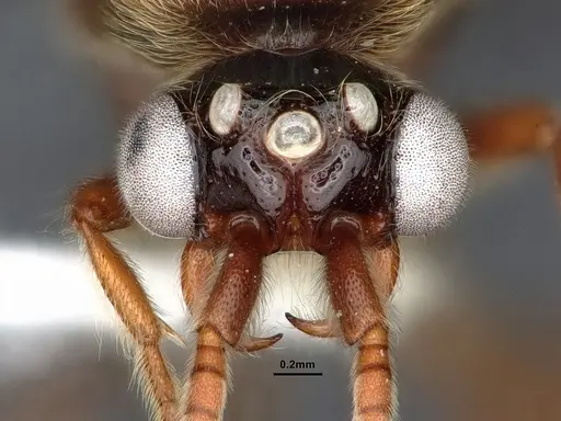 Neivamyrmex minor - CASENT0884271