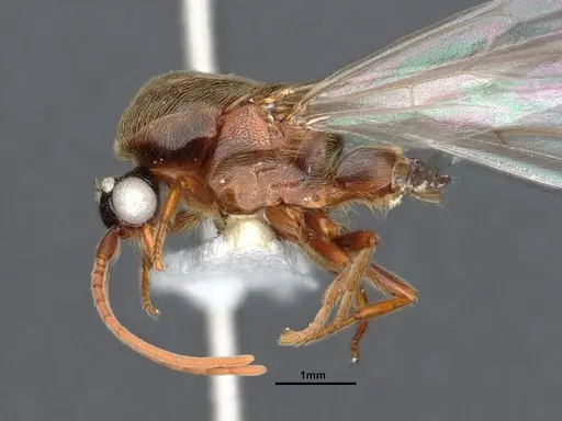 Neivamyrmex minor - CASENT0884271