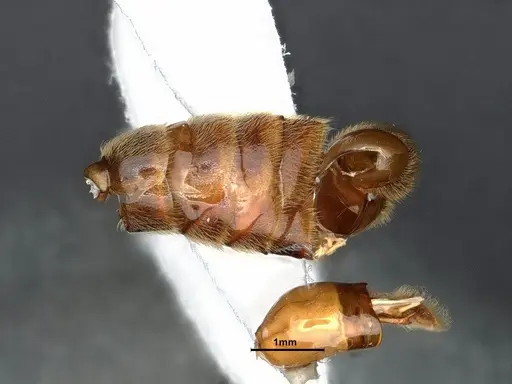 Neivamyrmex minor - CASENT0884271