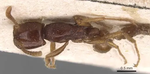 Neivamyrmex modestus specimen