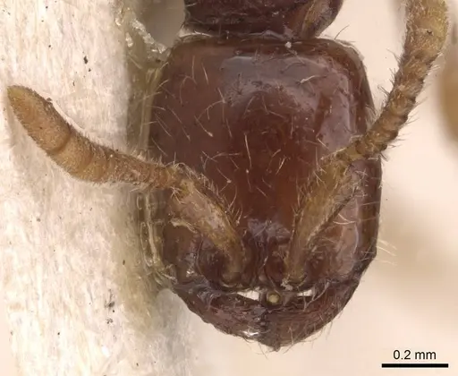 Neivamyrmex modestus specimen