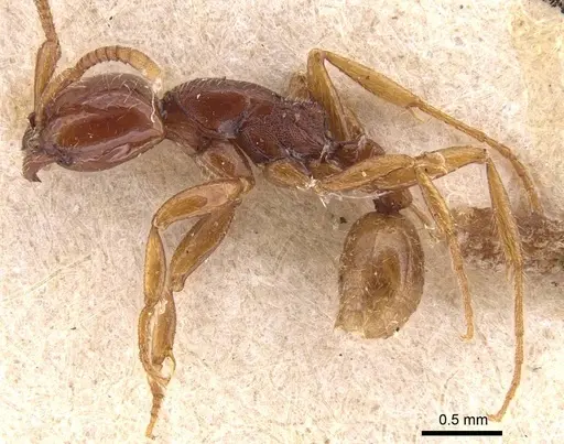 Neivamyrmex modestus specimen